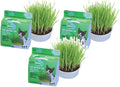 Cat Garden Kit Set of 3 P3729